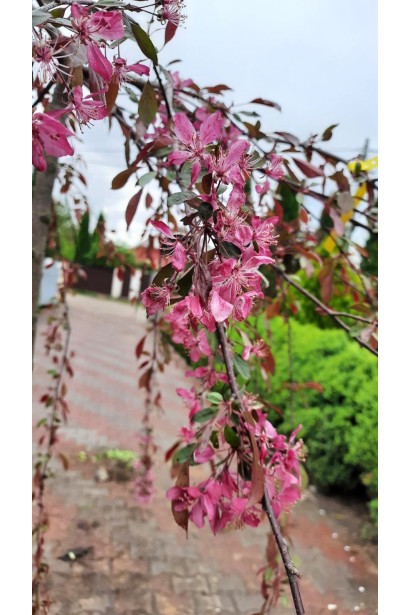 Яблуня гібридна Роял Б’юті / Яблуня плакуча Роял Б’юті